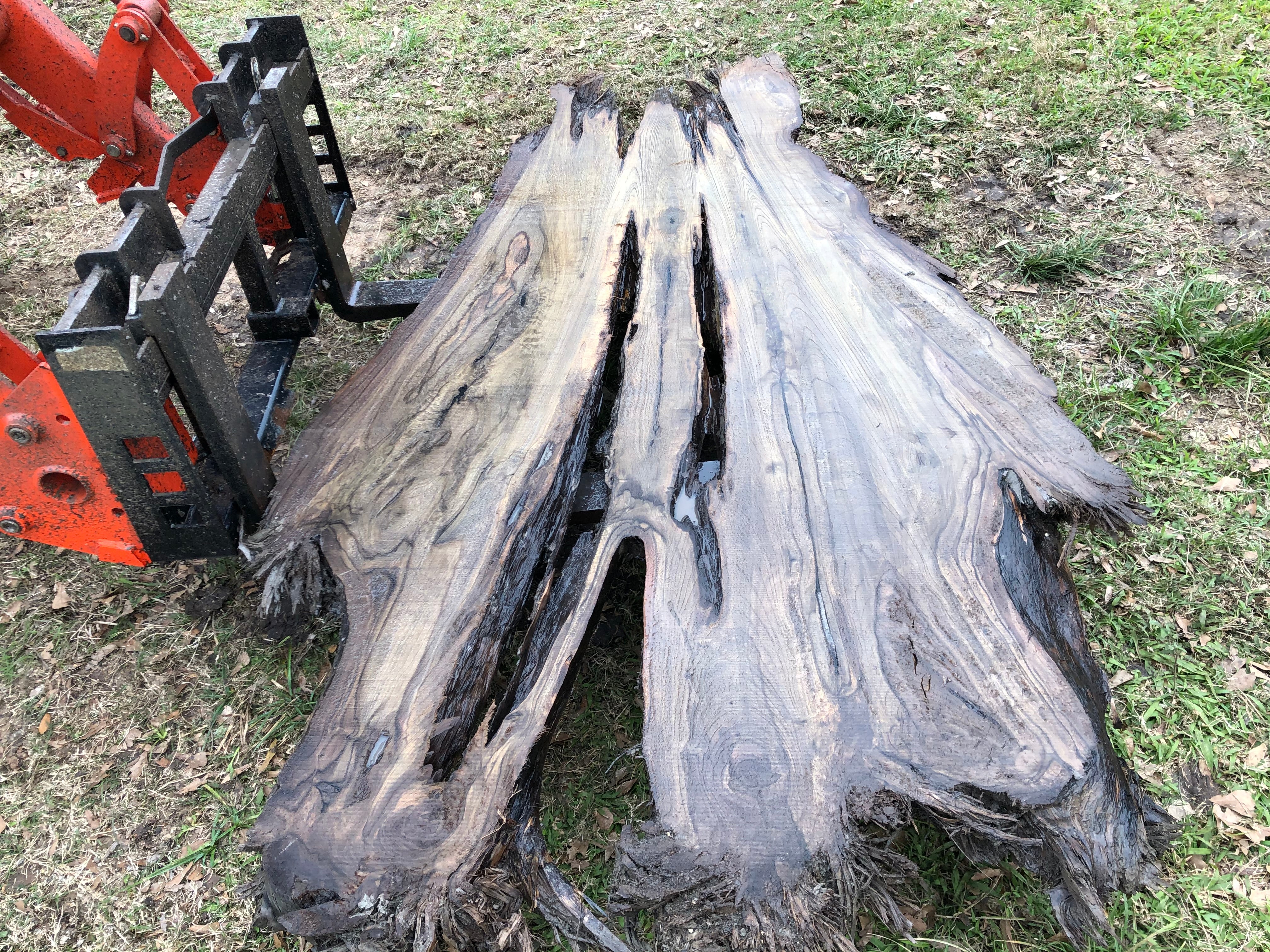181 B.C Ancient Sinker Cypress Slab (The Ancient)